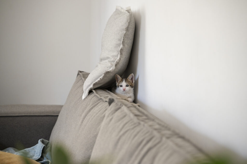 cute-cat-spending-time-indoors by freepik