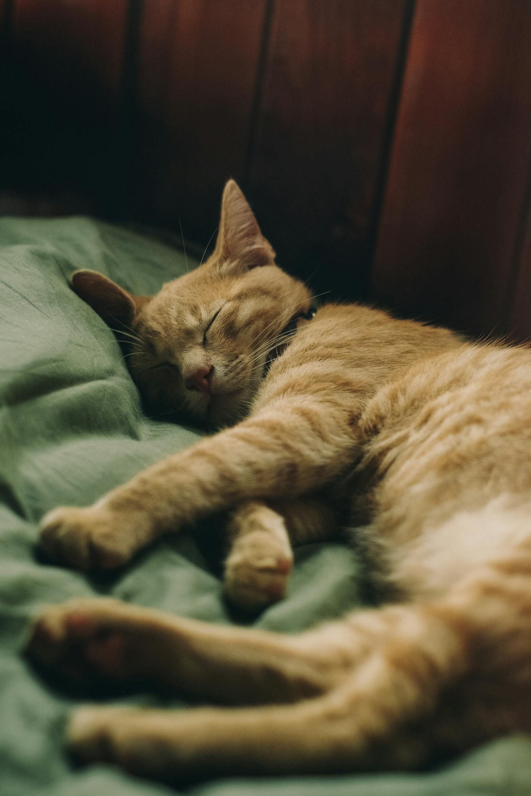 Adorable ginger cat peacefully sleeping indoors on a comfortable bed.