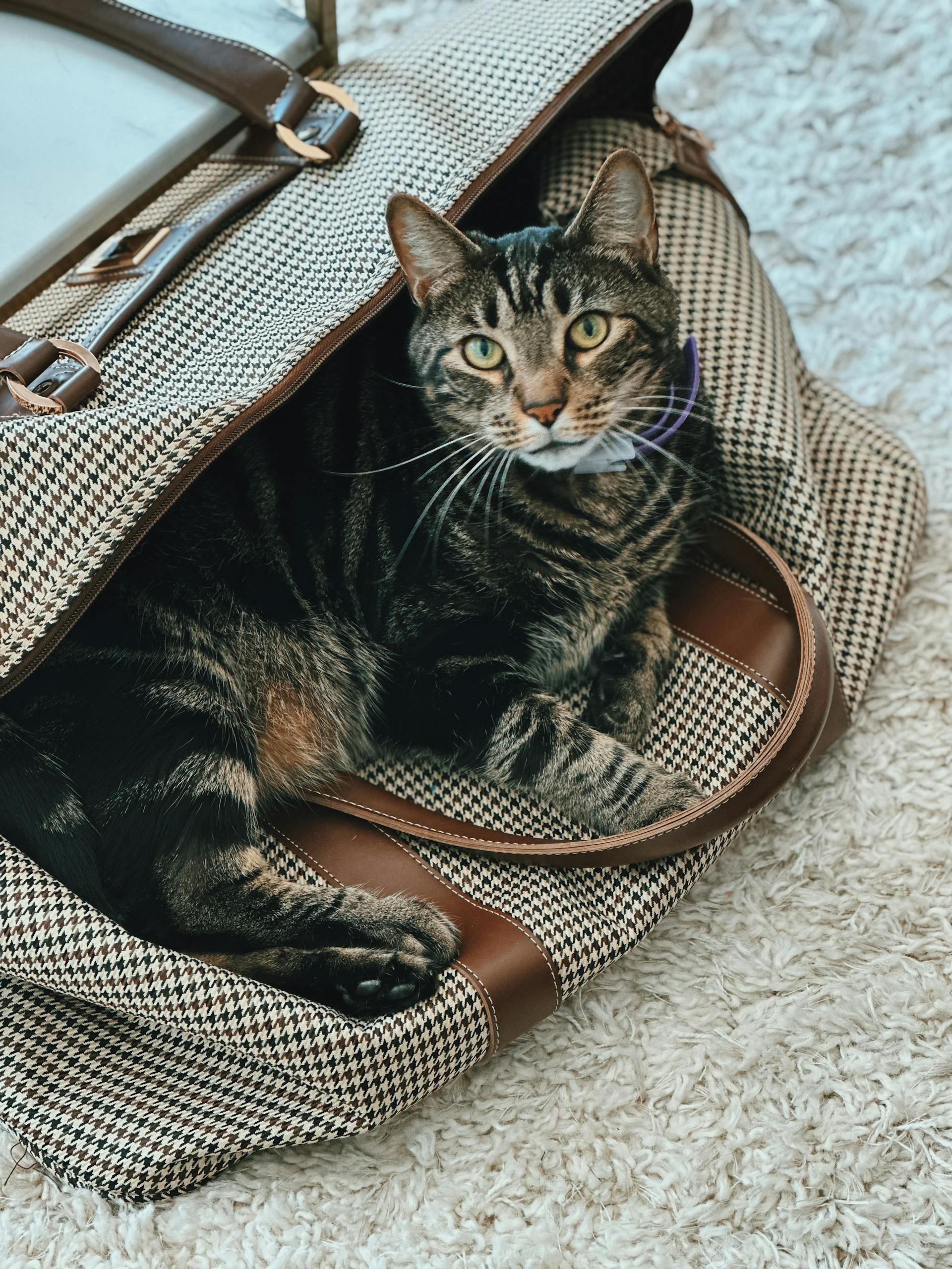 Adorable gray tabby cat comfortably nestled in a stylish handbag indoors.