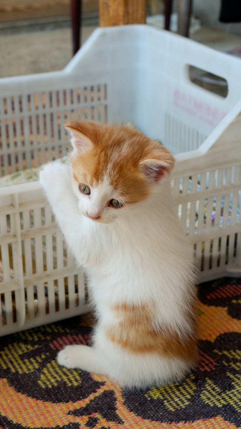 Adorable kitten with orange and white fur playing near a plastic basket indoors.