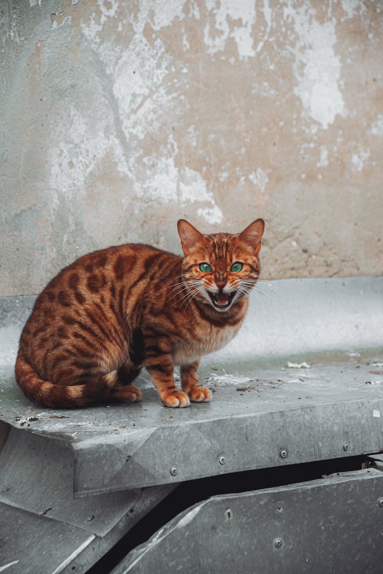 Close-up of a hissing Bengal cat showcasing its distinct spots and stripes against a rustic urban backdrop.