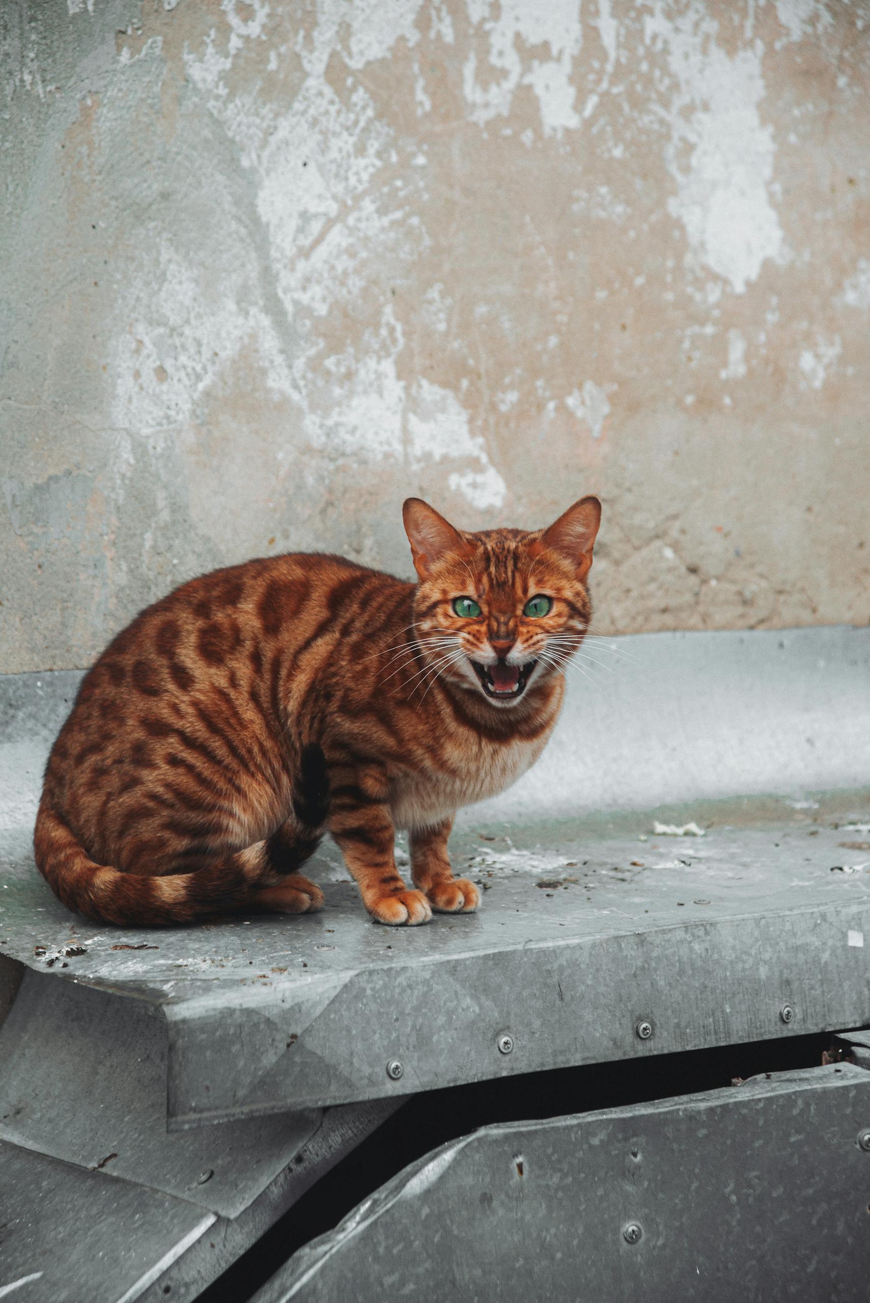 Close-up of a hissing Bengal cat showcasing its distinct spots and stripes against a rustic urban backdrop.