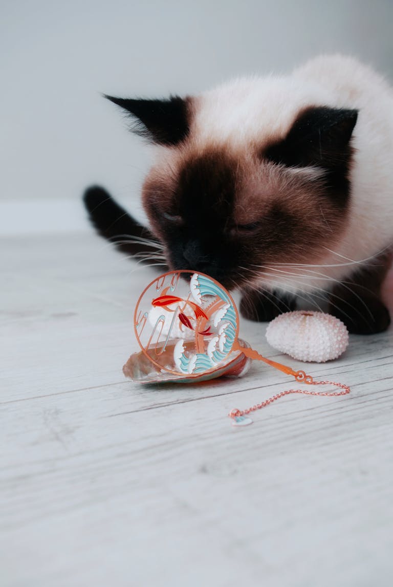 Close-up of Siamese cat sniffing a decorative object on a wooden floor.