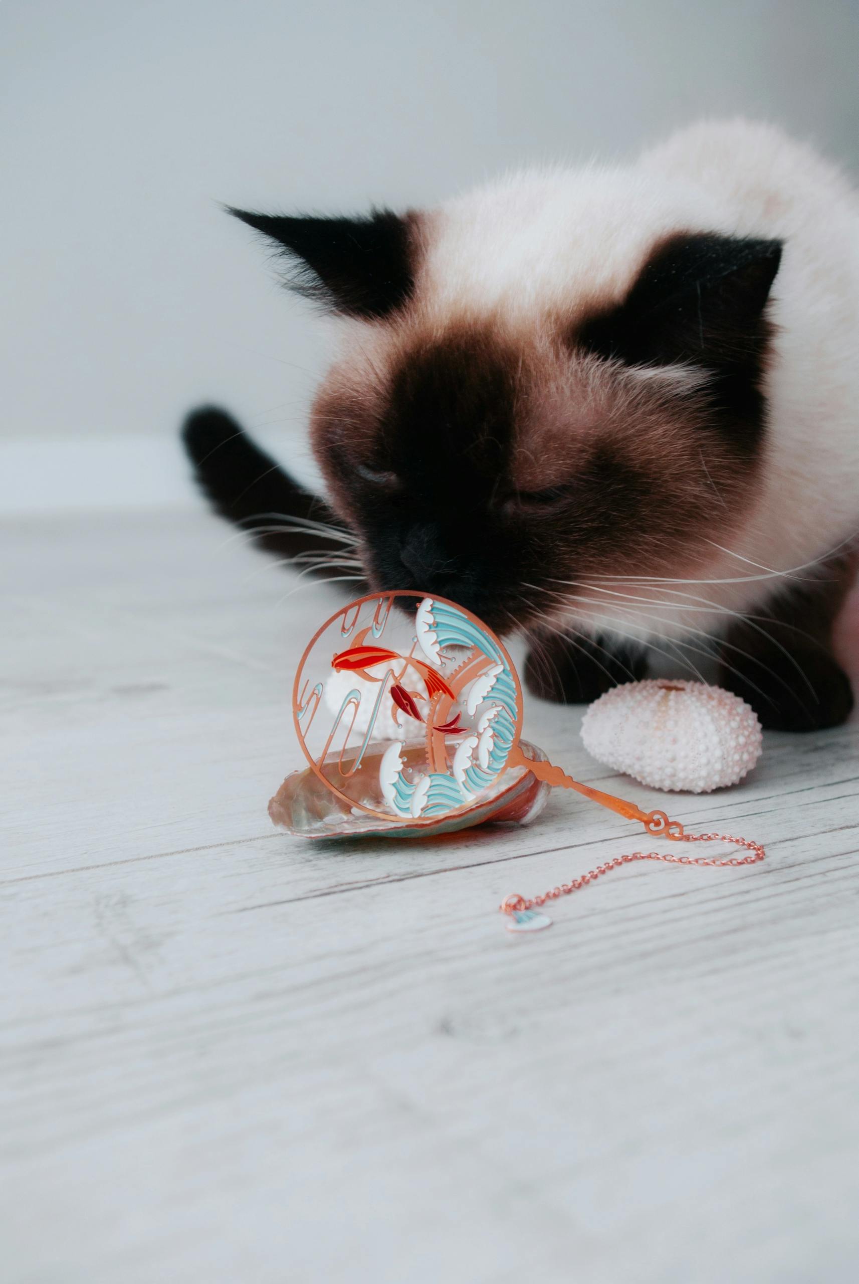 Close-up of Siamese cat sniffing a decorative object on a wooden floor.