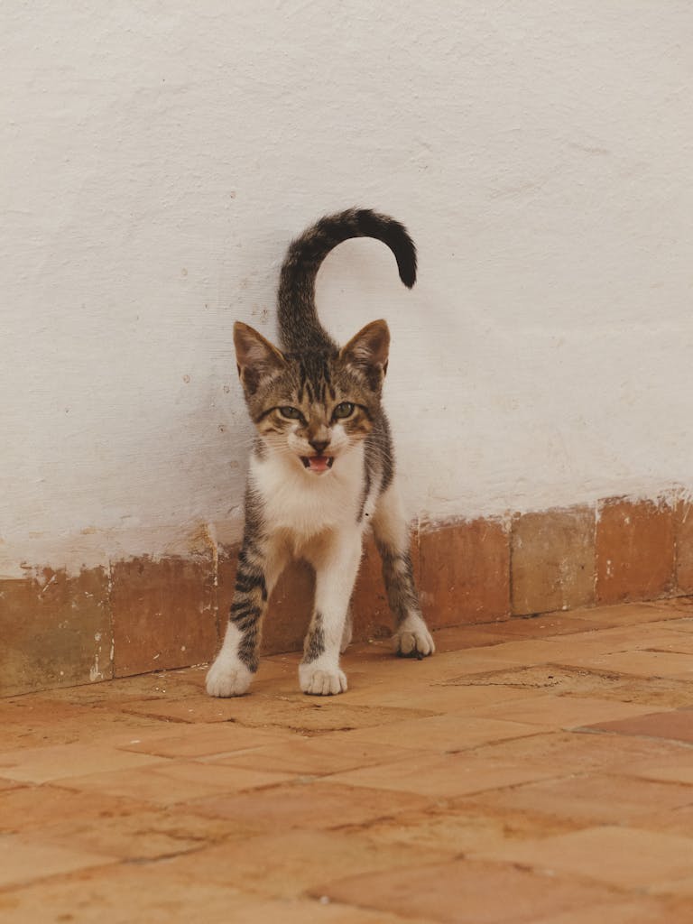 Cute tabby kitten stands with raised tail on a brick floor, expressing curiosity.