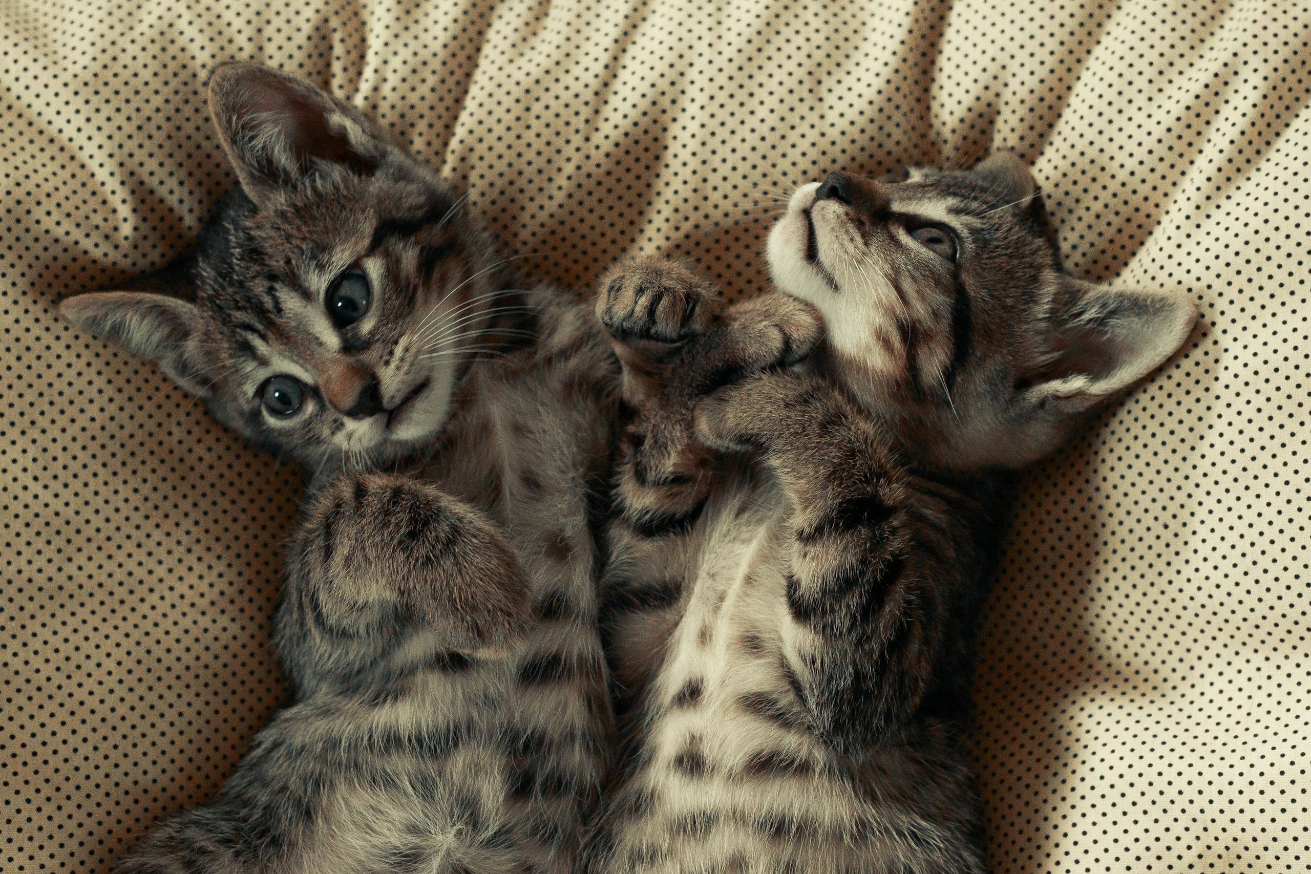 Two cute tabby kittens lying on a cozy polka dot blanket, looking playful and relaxed.